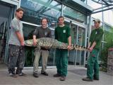 Krokodýl kubánský opouští zoo Lešná (Foto: Zoo Lešná)