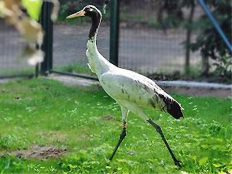 Jeřáb černokrký (Foto: Zoo Zlín)