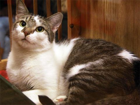 Ilustrační foto (Mediafax)