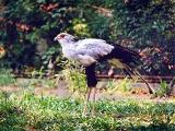 Hadilov písař (Foto: Zoo Lešná)