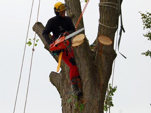 Kácení stromů ve Valašských Kloboukách (Foto: Město Valašské Klobouky)