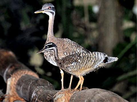 Slunatec nádherný (Foto: Zoo Lešná)