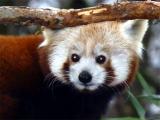Panda červená (Foto: Mediafax)