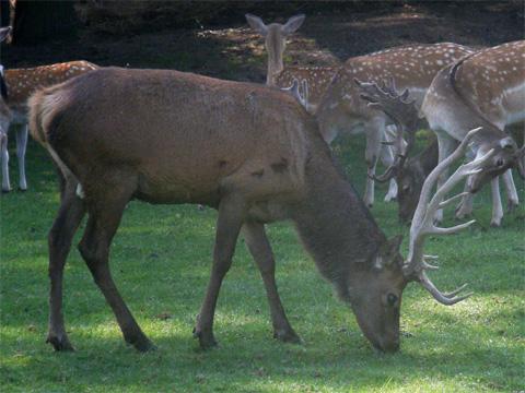 Ilustrační foto (Mediafax)