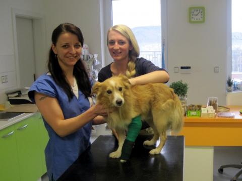 Max v dobrých rukou paní veterinářky vpravo (Foto: Martinka Šperková)