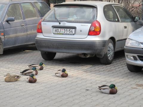 Kachní hlídací jednotka (Foto: Eva Lekavá)