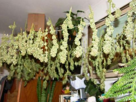 Zlínští policisté zadrželi pěstitele marihuany (Foto: www.policie.cz)