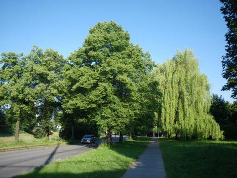 Stromy ve Zlíně (Foto: www.stromypodkontrolou.cz)