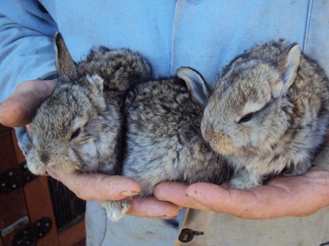 Jednoušáci ze Slavičína (Foto: Agentura Čada)