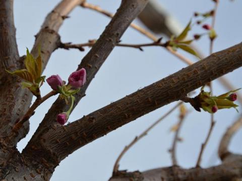 Výsadba ovocných stromů a sakur (Foto: www.valasskeklobouky.cz)