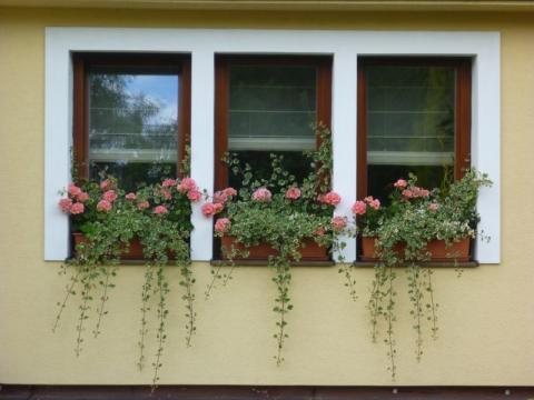 Rozkvetlé město 2011 (Foto: Valašské Meziříčí)