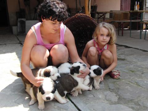 Osm krásných bernardýnů (Foto: Agentura Čada)