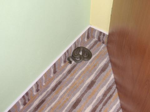 Hasiči chytali v rodinném domě užovku (Foto: HZS Zlínského kraje)