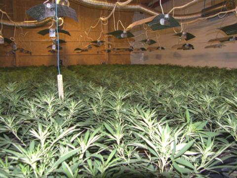 Pěstírna marihuany u Jankovic (Foto: Policie ČR)