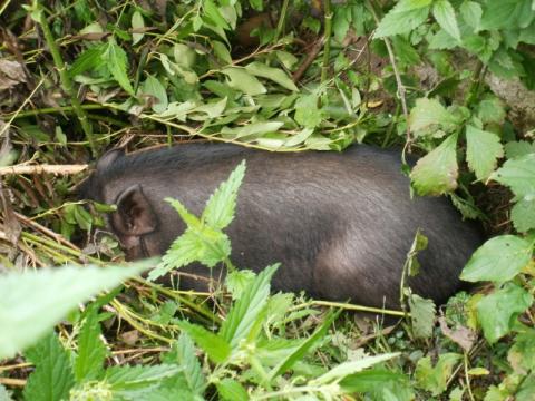 Čínské prase (Foto: MP Zlín)
