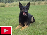 Policejní pes (Foto: Agentura Čada)