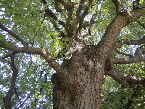 Lípa v Lužkovicích (Foto: www.zlin.eu)