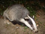 Jezevec lesní (Foto: BadgerHero Wikipedia)