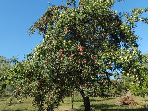 Dvojbarevná jablka (Foto: Agentura Čada)