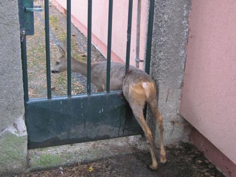 Srnka uvízla mezi tyčkami u branky (Foto: HZS Zlínského kraje)