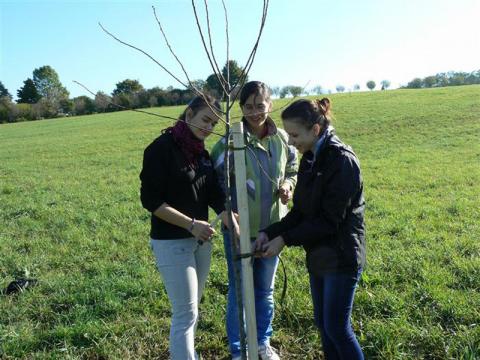 Nová stromová alej ve Valašských Kloboukách (Foto: Město Valašské Klobouky)