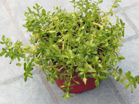 Bacopa Monnieri - Brahmi (Foto: Bylinkář Standa)