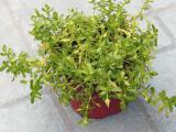 Bacopa Monnieri - Brahmi (Foto: Bylinkář Standa)