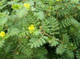 Kotvičník zemní (Tribulus terrestris) (Foto: Bylinkář Standa)