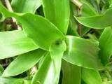Kalísie voňavá (Callisia fragrans) (Foto: Bylinkář Standa)