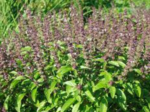 Ocimum sanctum neboli Tulsi (Foto: Bylinkář Standa)