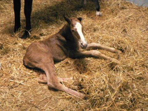 Foto: Hřebčín Napajedla