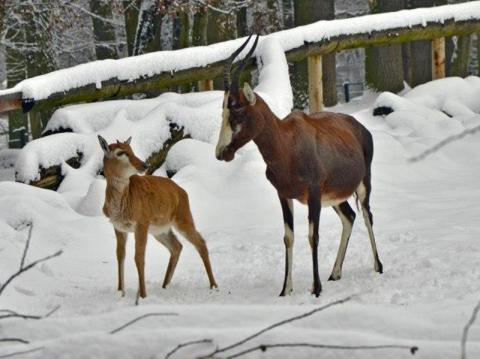 Ilustrační foto (Foto: ZOO a zámek Zlín - Lešná)