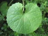 Gotu kola neboli pupečník asijský (Foto: Bylinkář Standa)