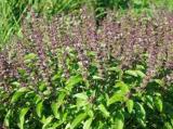 Ocimum sanctum neboli Tulsi (Foto: Bylinkář Standa)