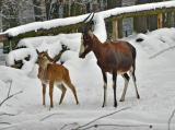 Ilustrační foto (Foto: ZOO a zámek Zlín - Lešná)