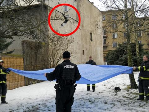Záchrana kočky ve Zlíně (Foto: Městská policie Zlín)