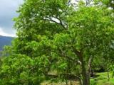 Terminalia Arjuna (Foto: Bylinkář Standa)