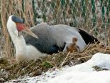 jeřáb laločnatý (Foto: ZOO a zámek Zlín - Lešná)