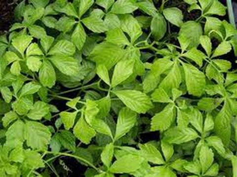 Ženšen pětilistý - Gynostemma pentaphylum - jiaogulan (Foto: Bylinkář Standa)