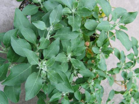 Withania somnifera (Foto: Bylinkář Standa)