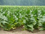 Tabák - Nicotiana tabacum (Foto: Bylinkář Standa)