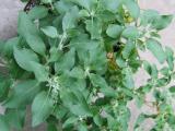 Withania somnifera (Foto: Bylinkář Standa)