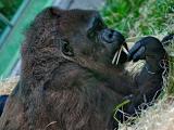 Foto: facebook ZOO a zámek Zlín - Lešná