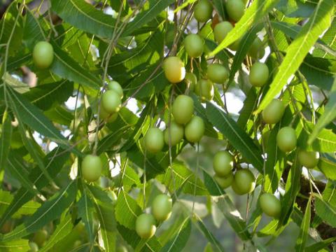Azadirachta Indica - Zederach indický - Neem (Foto: Bylinkář Standa)