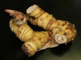Alpinia Galanga - pravý Gaglán (Foto: Bylinkář Standa)