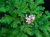 Voňavý muškát - Pelargonium graveolens (Foto: Bylinkář Standa)