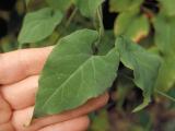 Rdesno mnohokvěté - Polygonum multiflorum (Foto: Bylinkář Standa)