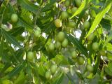 Azadirachta Indica - Zederach indický - Neem (Foto: Bylinkář Standa)