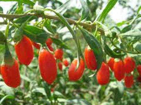 Kustovnice čínská (Goji čínská) - Lycium chinense (Foto: Bylinkář Standa)