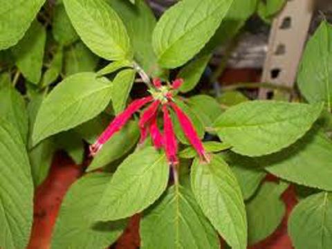 Salvia elegans - Scarlet Pineapple (Foto: Bylinkář Standa)